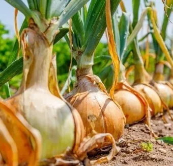 nv_양파 보관법_14