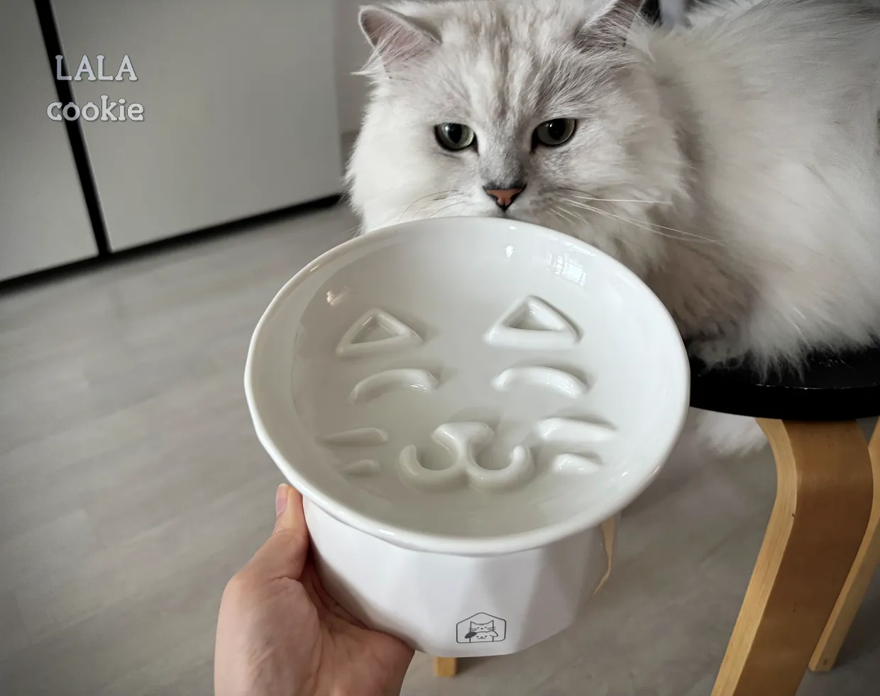 고양이-급체방지-슬로우식기-추천-멍냥이랑-후기