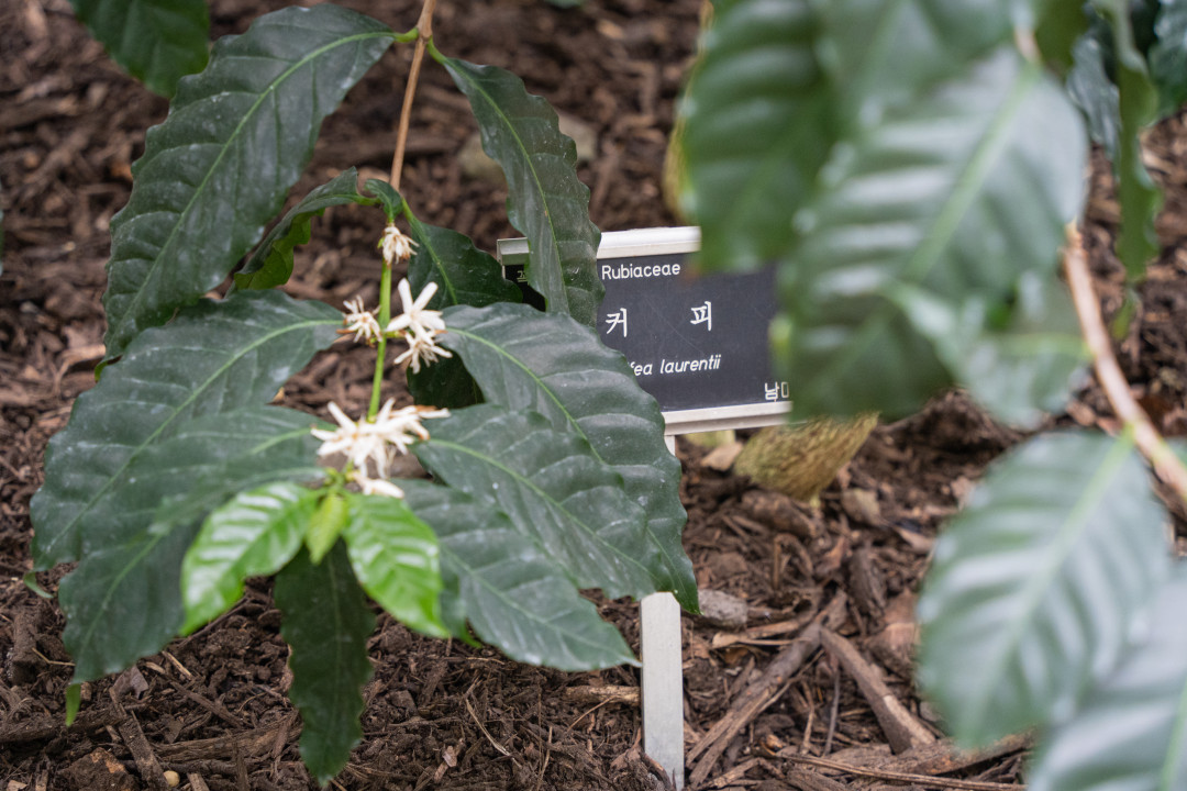 여미지 식물원 열대 과수원