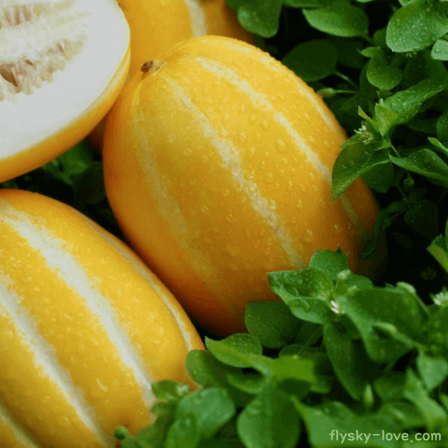 나트륨 배출에 도움이 되는 참외