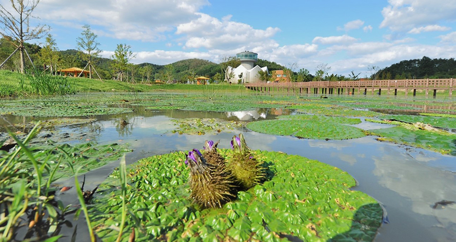 창녕 우포늪 생태수목원 관람 가이드|전시 구성·습지 연계 동선·계절 차이·촬영 포인트·이용정보 총정리