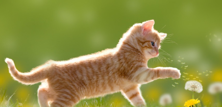 민들레를 가지고 노는 새끼고양이.