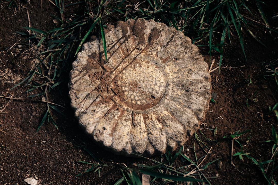 Ostomol