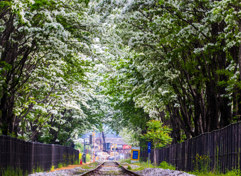 팔복동 철길 이팝나무2