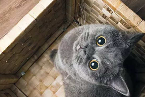 고양이