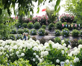 공주 수국축제 유구 색동 수국 정원 꽃축제_8