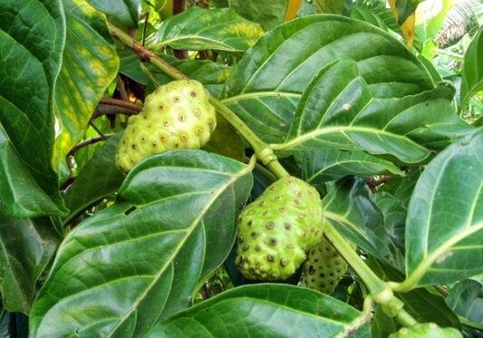 노니 효능 부작용 분말 복용법 9