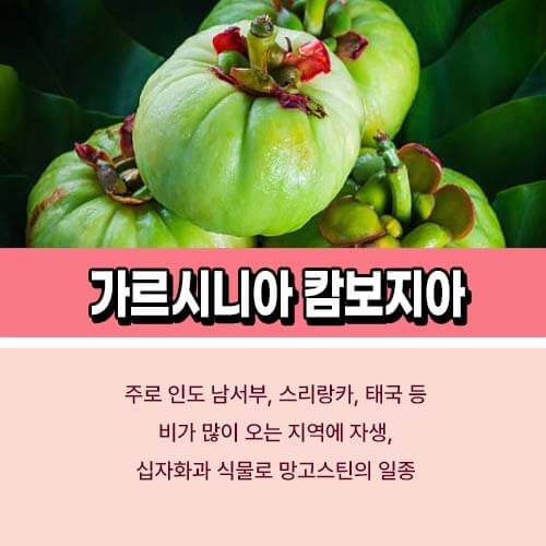 가르시니아 캄보지아