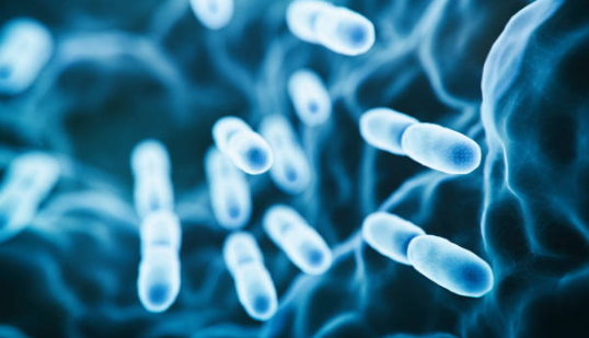 유산균 BNR17 효능과 부작용, 성분, 섭취 주의사항