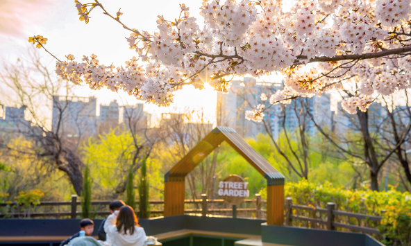 서울 봄 축제 일정 완전정복! 여의도 벚꽃부터 드론쇼까지
