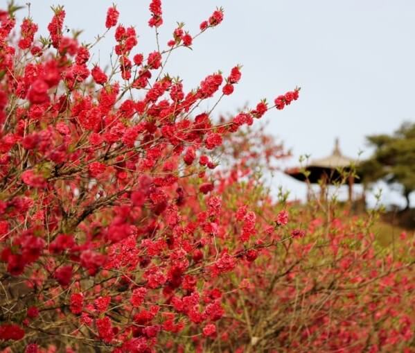 2025 금산첨화 3색봄꽃축제 완벽가이드 사진