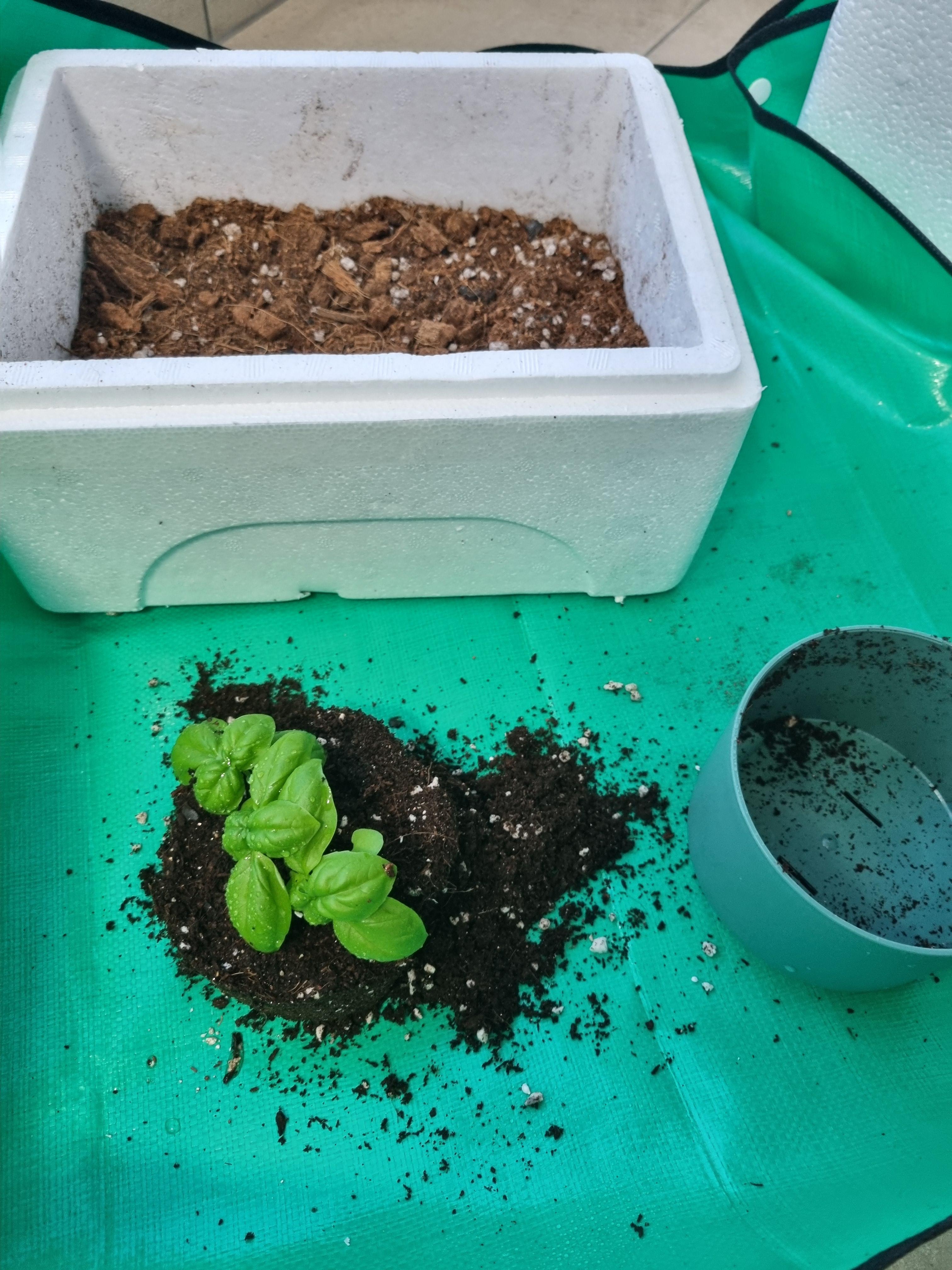 바질 분갈이 과정