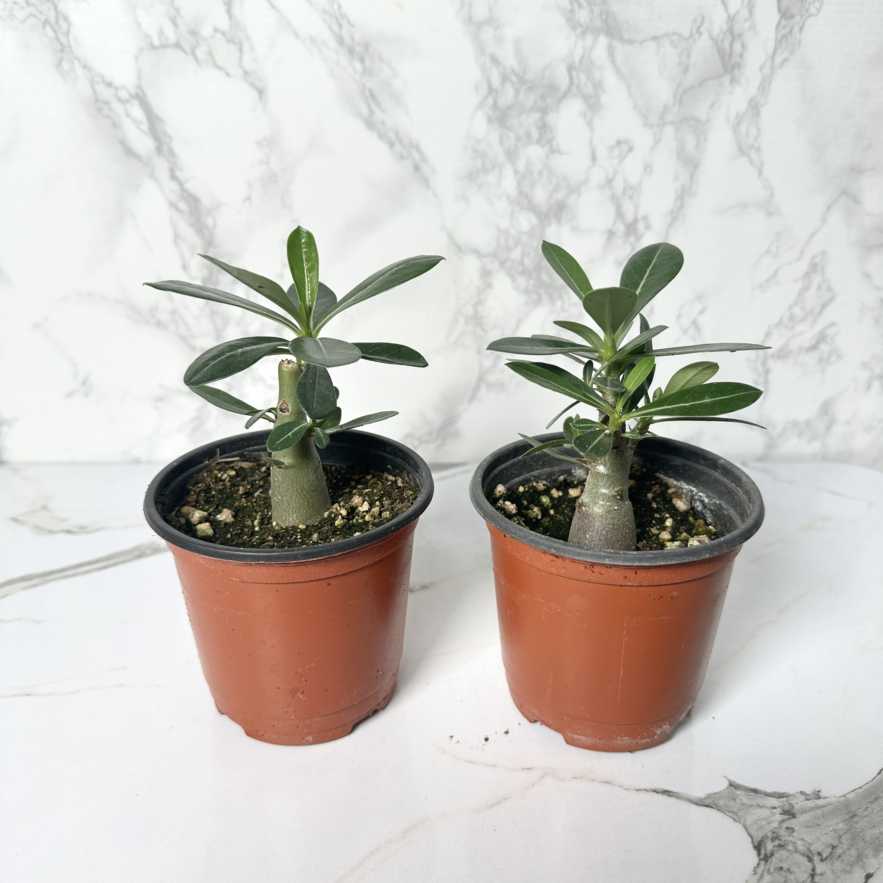 사막의장미 석화 키우기, 물주기, 인테리어식물