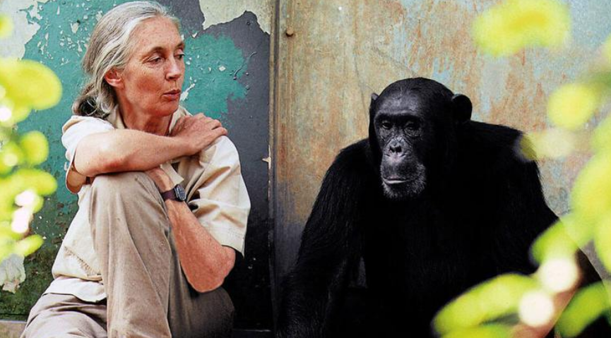 제인구달이 침팬치와 나란히앉아있는 모습