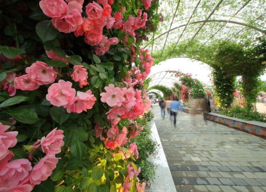 곡성 세계장미축제 개화상황