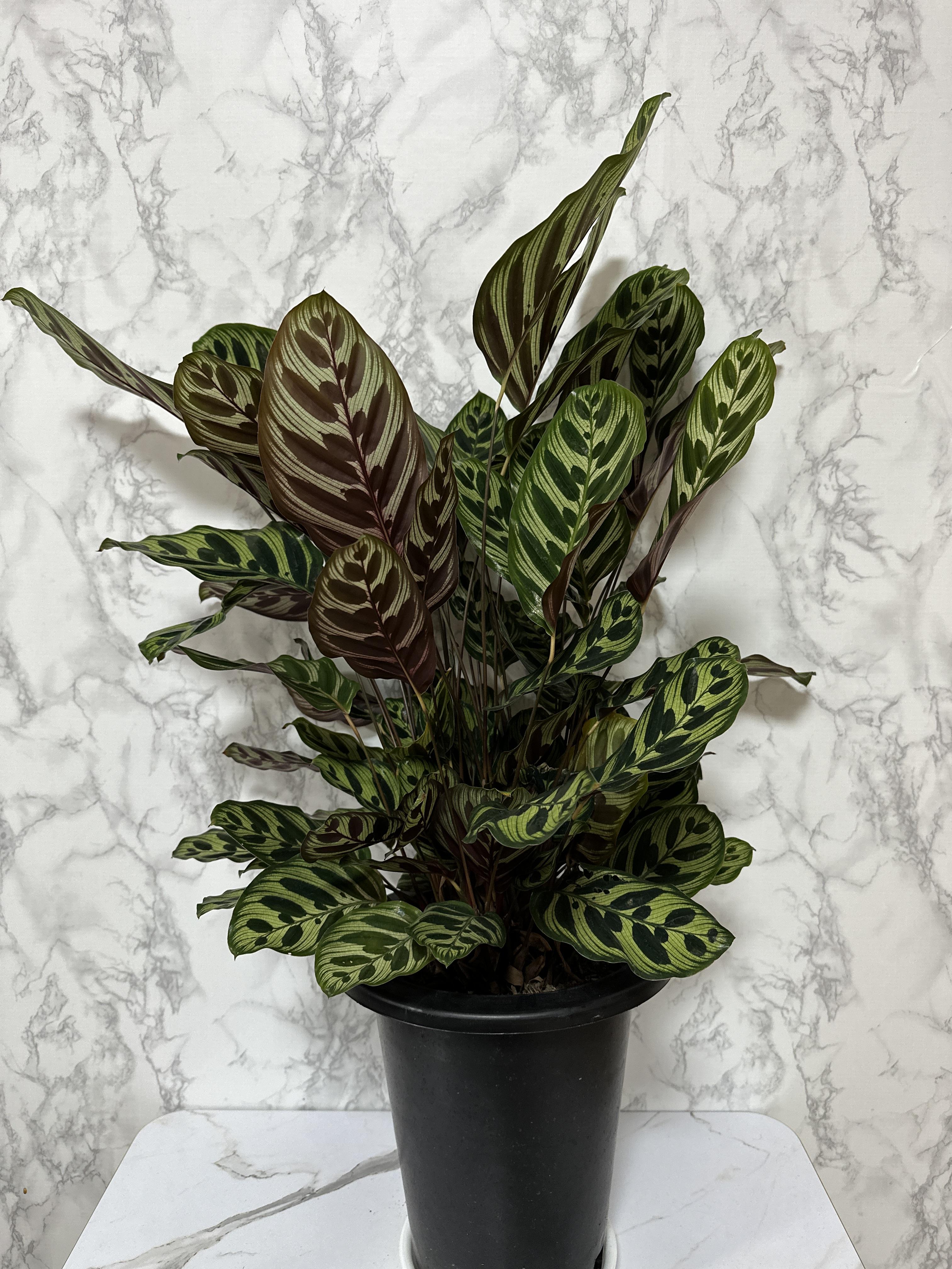 실내 공기정화식물 추천 마코야나 부부초