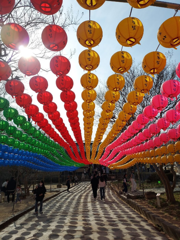 통도사 벚꽃 & 사찰 여행