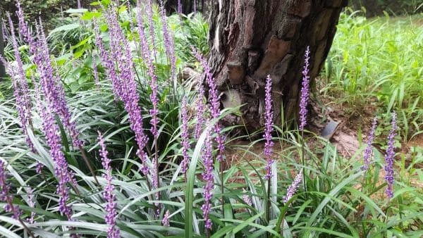 맥문동-효능-부작용