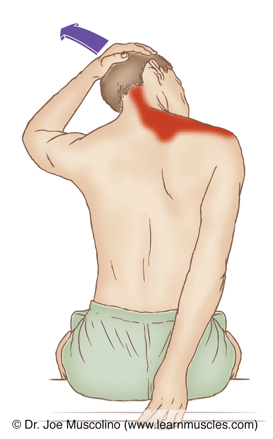 상부승모근_스트레칭