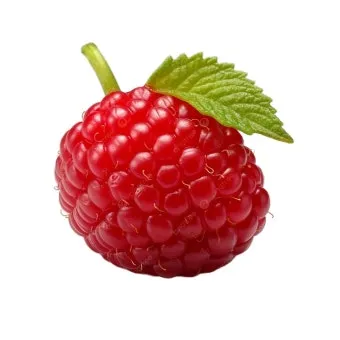 슈퍼푸드 라즈베리 산딸기 효능 섭취량 주의사항_8