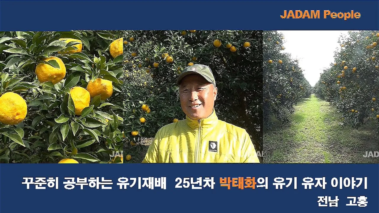 유자 재배 겨울 보온 방풍막 설치 염해 예방_2