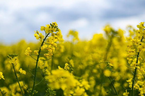 울산 슬도 유채꽃 맛집 방문팁 주차정보 꿀팁 총정리