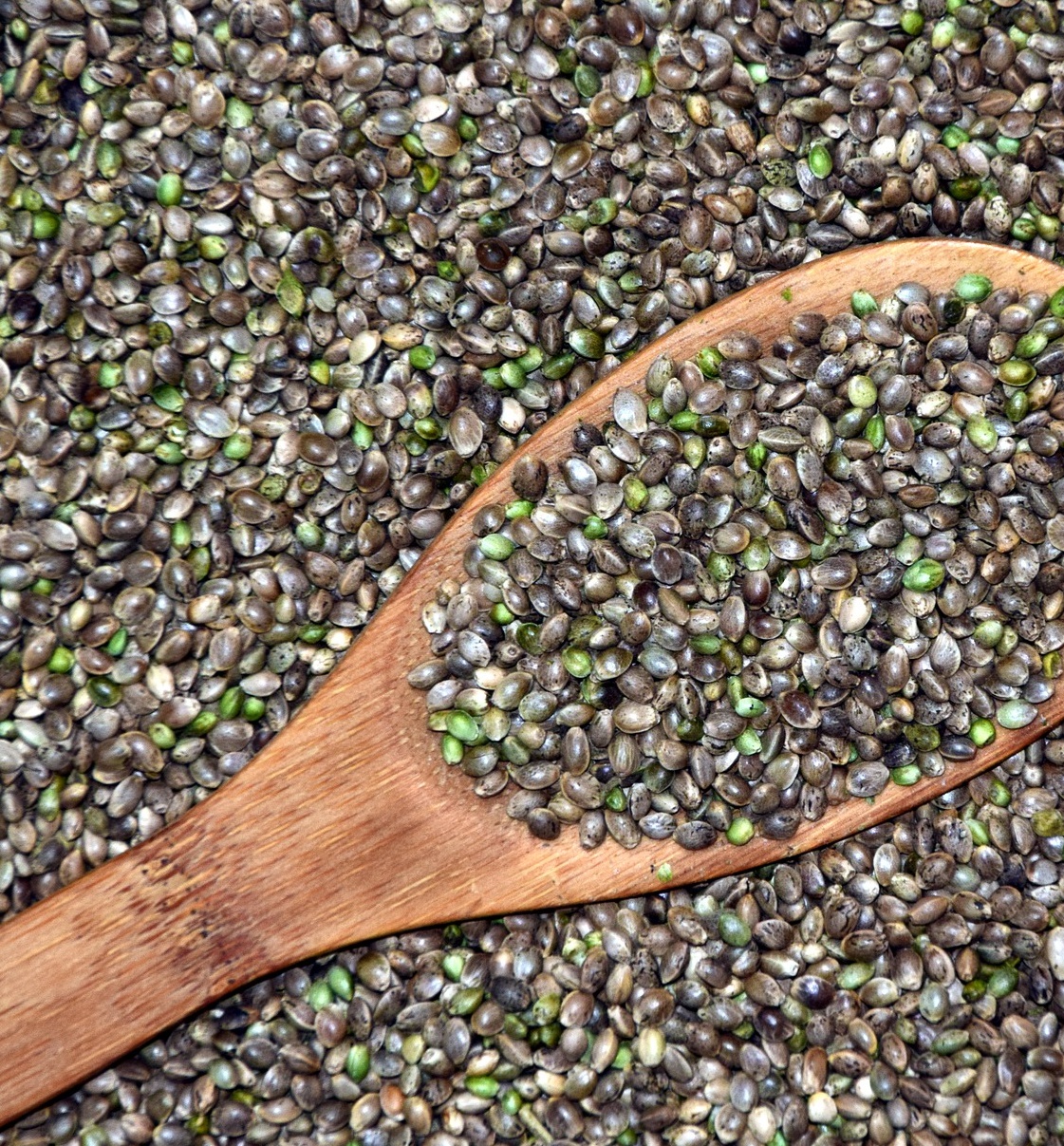 대마종자유 대마씨