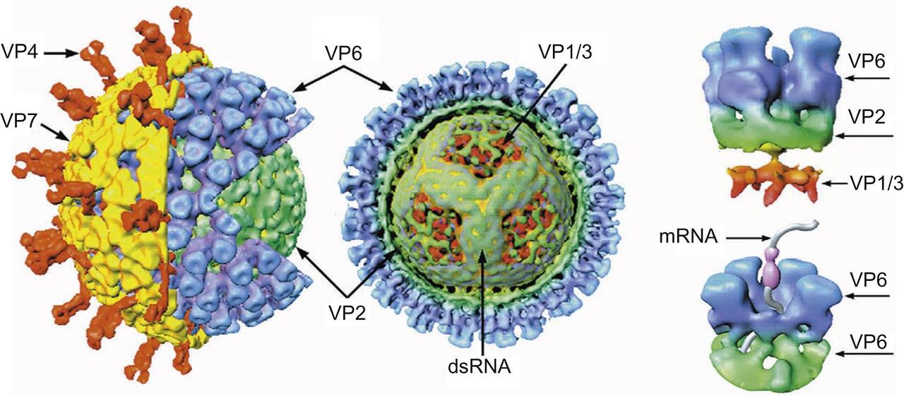 단백질 껍데기 구조