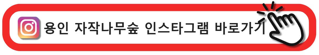 자작나무숲 인스타그램