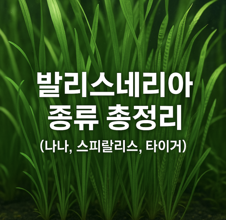 발리스네리아 종류 총정리 (나나, 스피랄리스, 타이거)