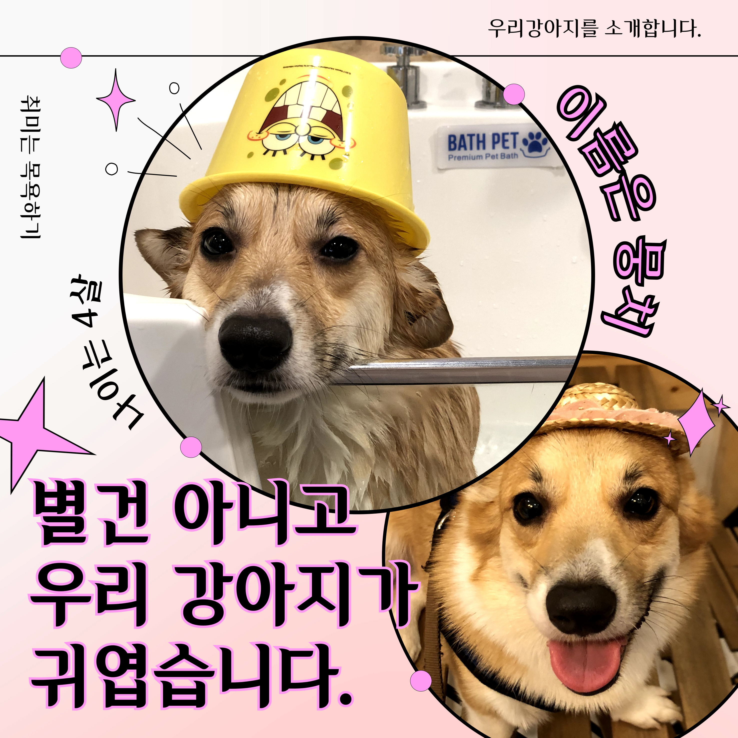 강아지 고양이 강형욱 복귀
