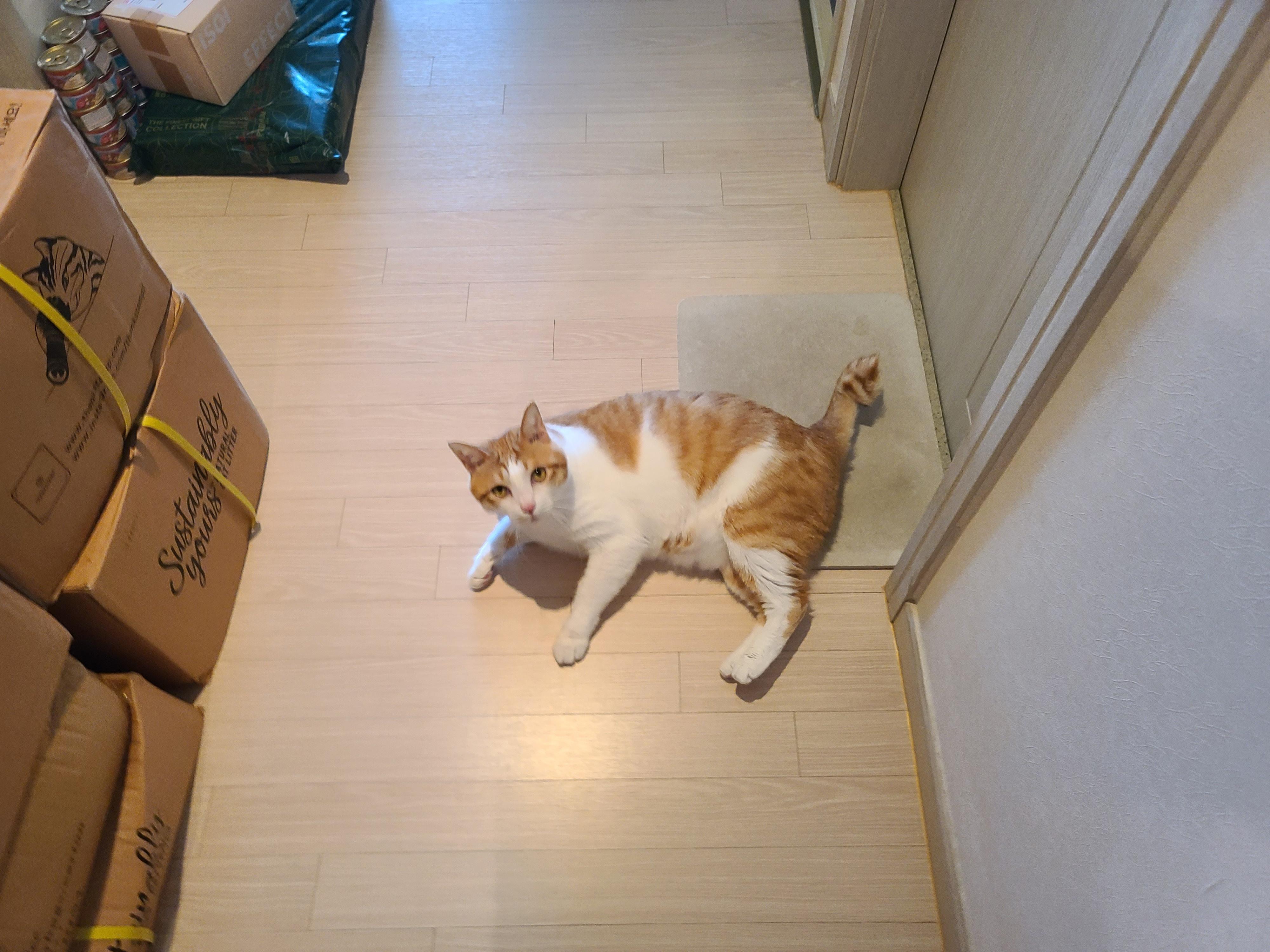 막둥이 발라당의 이유...ㅜㅜ