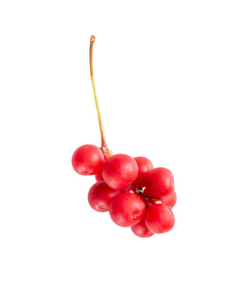 오미자차의 효능 5가지