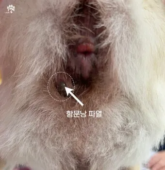 강아지 항문낭 안전하게 짜는 방법과 관리 요령_5