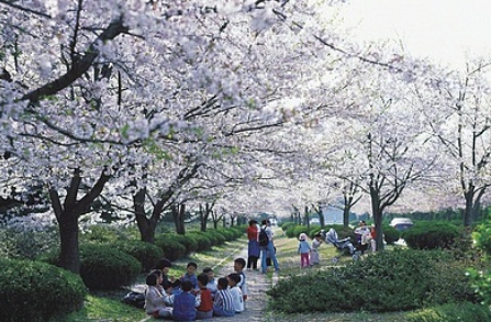여의도 벚꽃축제 일정