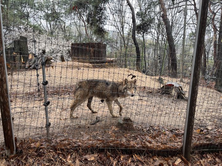 늑구' 열흘 생존의 미스터리, 늑대 특유의 케토시스 대사와 위장의 비밀