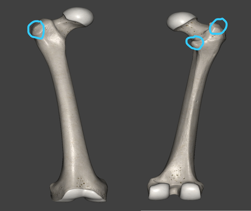 대퇴골(femur)의 대전자(great trochanter)&소전자(lesser trochanter)