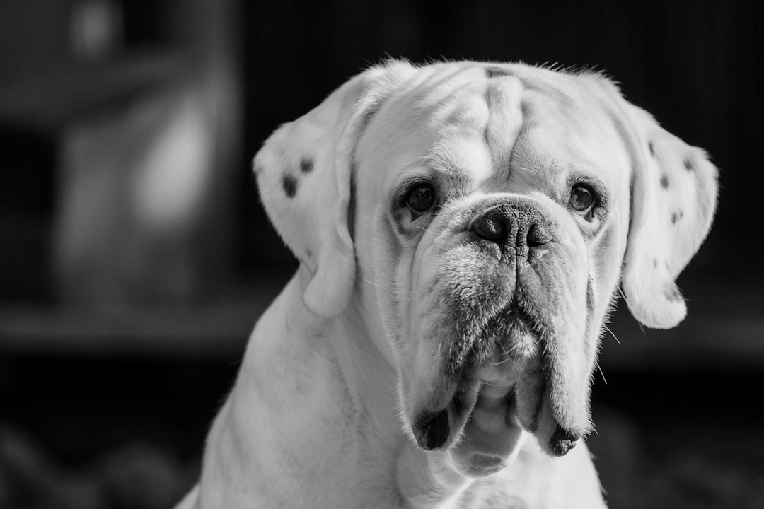 boxer