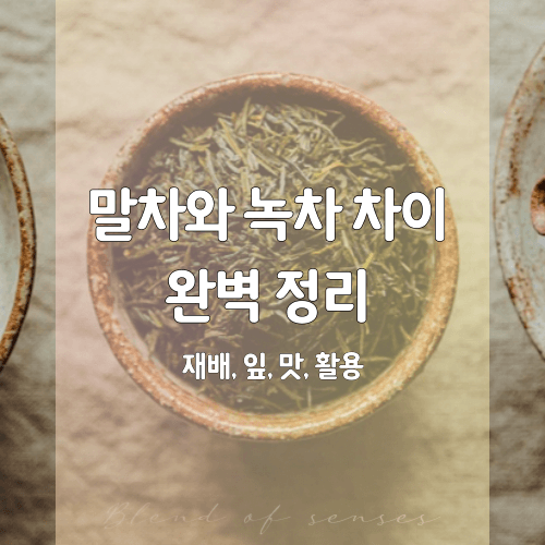 말차와 녹차 차이 완벽 정리