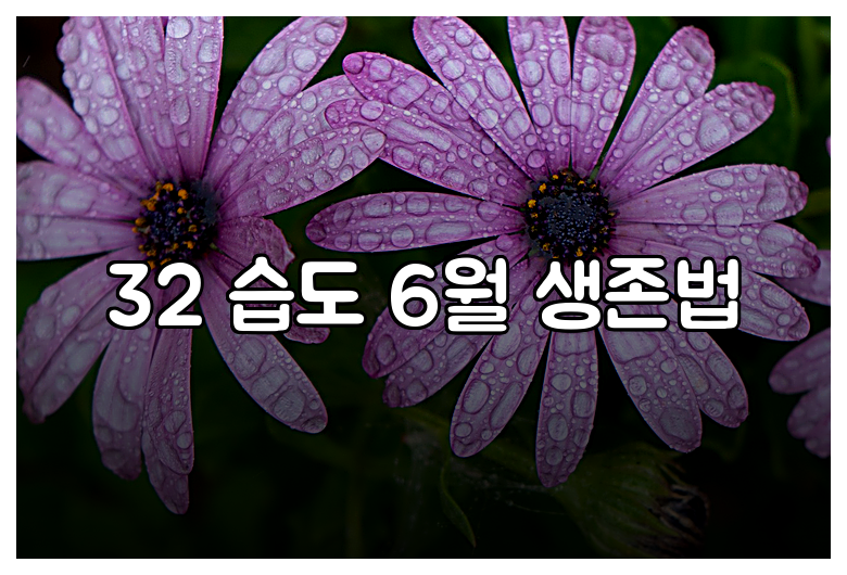 32 습도 6월 생존법