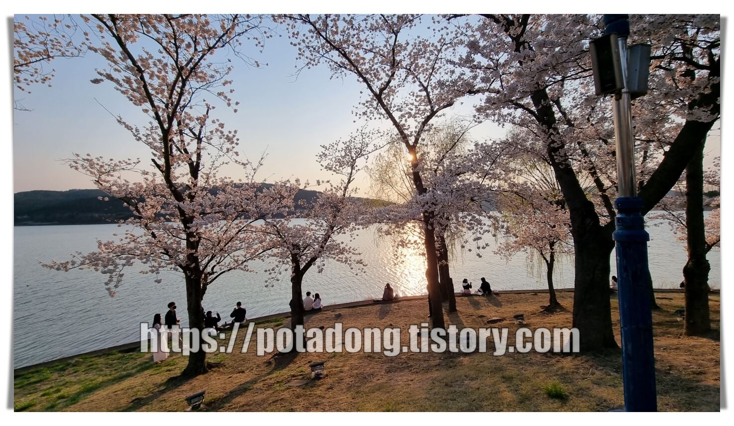 경주 보문호 벚꽃