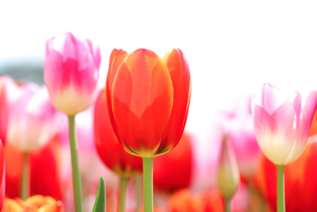 태안 세계 튤립 꽃박람회