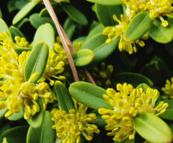 회양목 포토 묘목 키우기 및 가격 알아보기