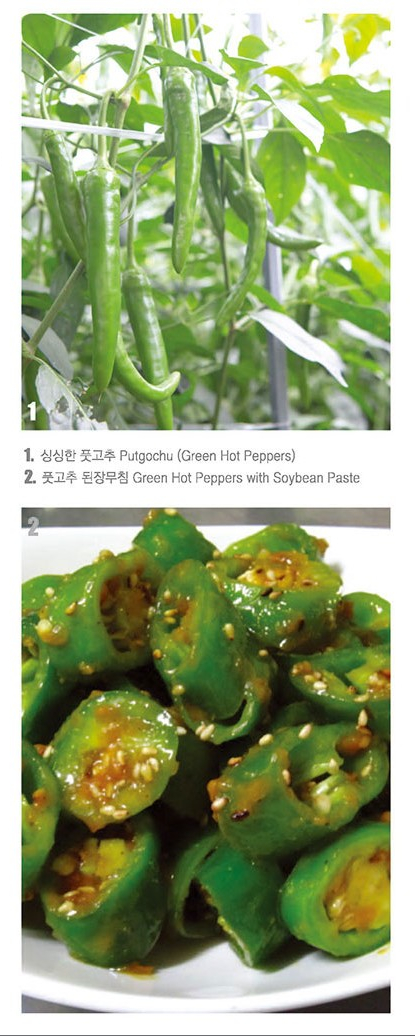 인제 5대 명품 풋고추