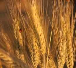 카무트 효소 효능 및 먹는법 총정리