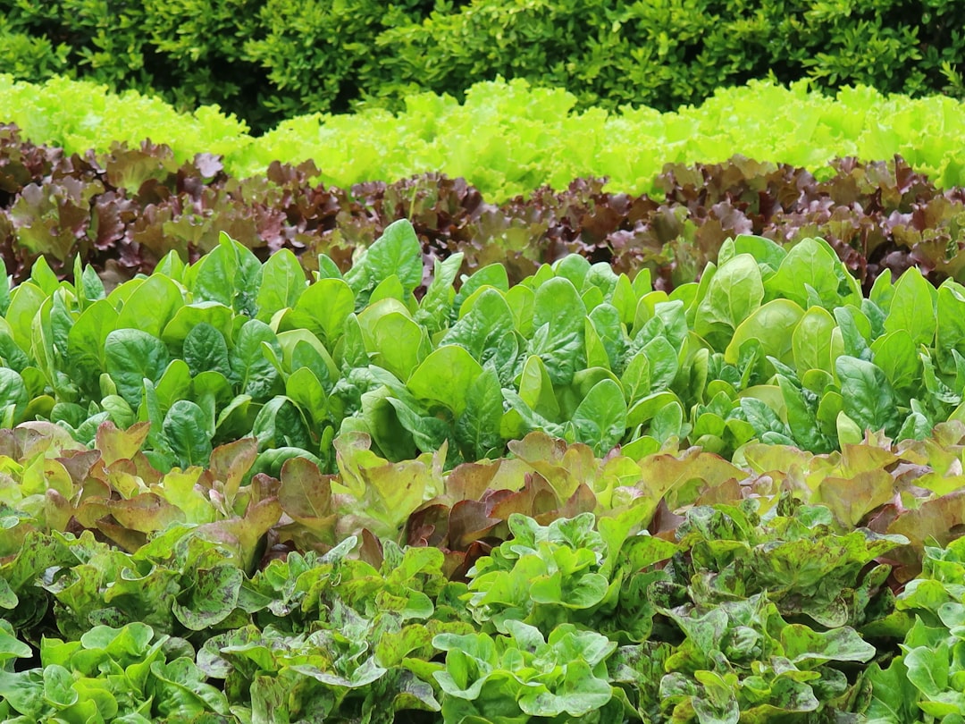 Lettuce