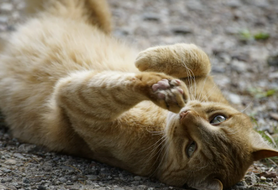 2026 반려동물 등록비 / 유기동물 입양비 지원금 안내 