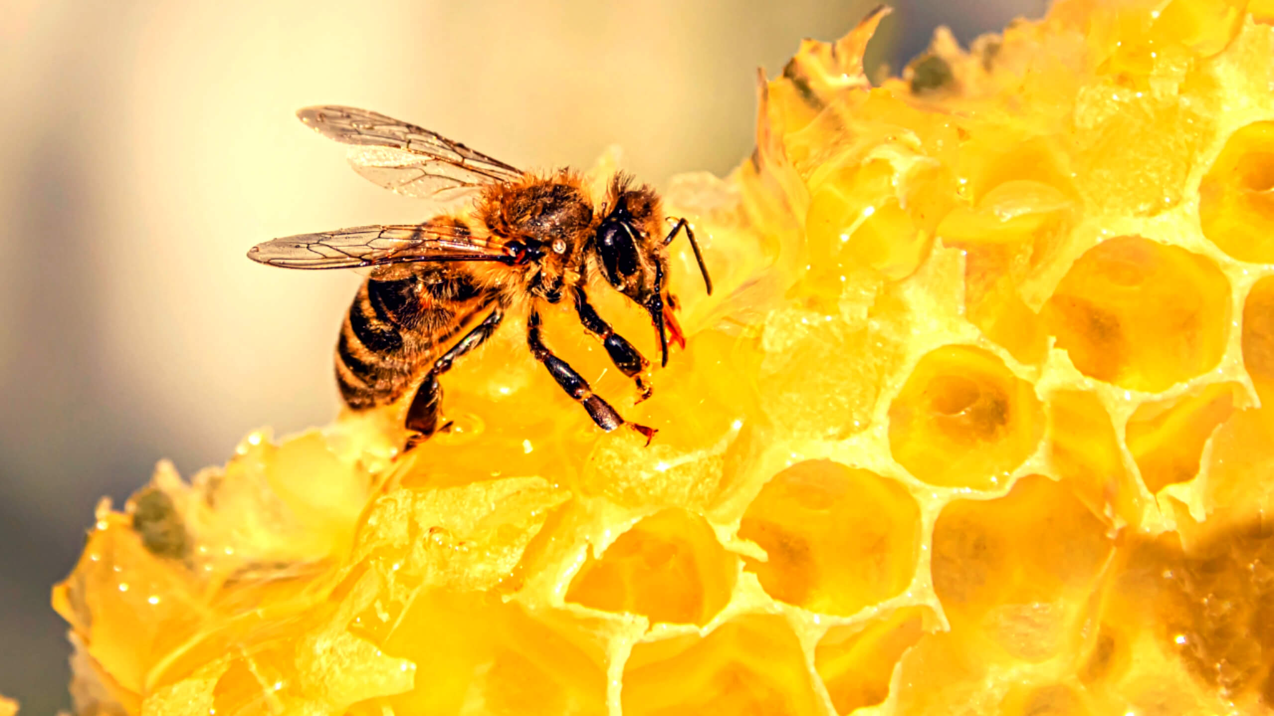 항산화에 효능이 있는 프로폴리스