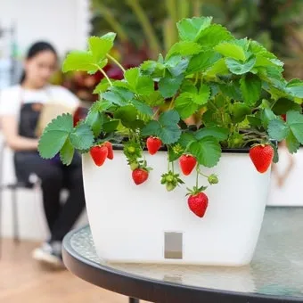 딸기 키우기 물주기 수경재배 비료관리 햇빛배치 실내 재배 팁_38