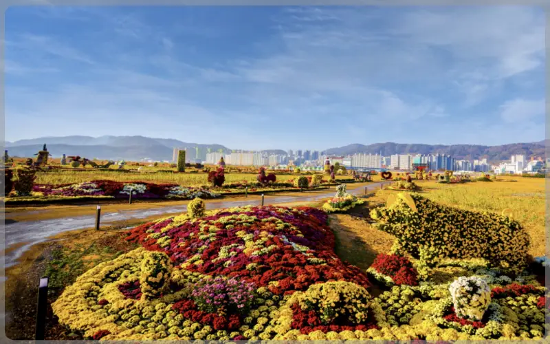 마산 가고파 국화축제_16